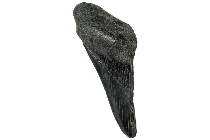 Partial, Fossil Megalodon Tooth - South Carolina #307672